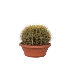 PLANT IN A BOX - Cactus de noël - echinocactus grusonii - hauteur 25-35cm - ⌀25cm