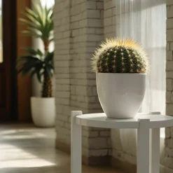 PLANT IN A BOX - Cactus de noël - echinocactus grusonii - hauteur 25-35cm - ⌀25cm