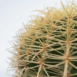 PLANT IN A BOX - Cactus de noël - echinocactus grusonii - hauteur 25-35cm - ⌀25cm