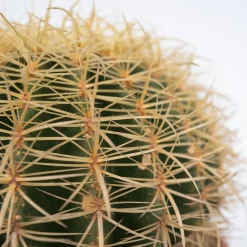 PLANT IN A BOX - Cactus de noël - echinocactus grusonii - hauteur 25-35cm - ⌀25cm