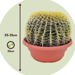 PLANT IN A BOX - Cactus de noël - echinocactus grusonii - hauteur 25-35cm - ⌀25cm