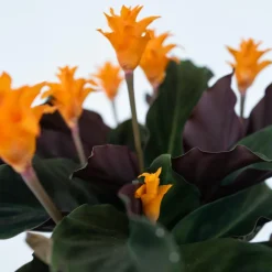 PLANT IN A BOX - Calathée - calathea crocata 'tassmania' - hauteur 40-50cm - ⌀14cm