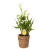 PLANT IN A BOX - Calla 'ruby' - arum - blanc - hauteur 30-40cm - ⌀12cm