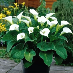 PLANT IN A BOX - Calla 'ruby' - arum - blanc - hauteur 30-40cm - ⌀12cm