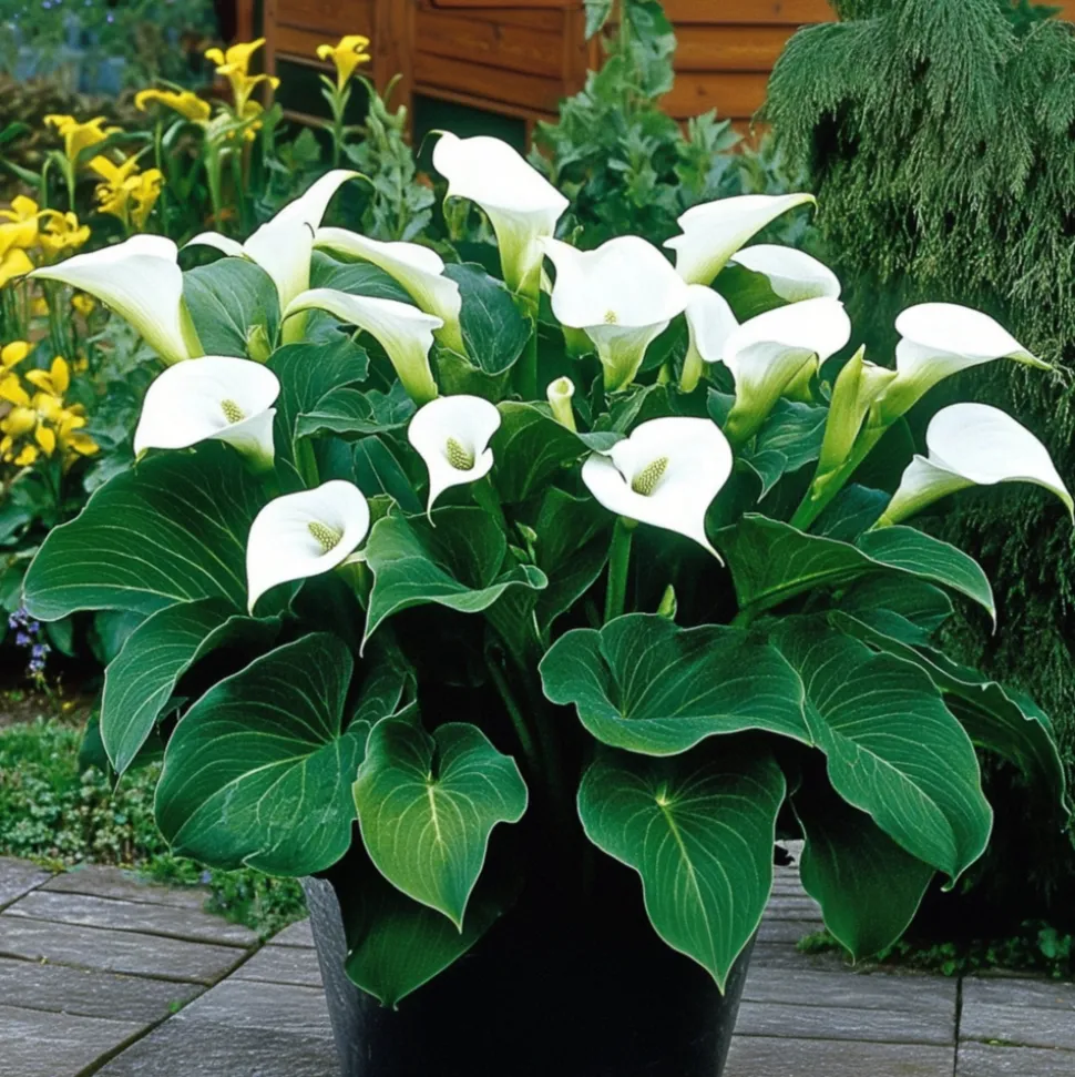 PLANT IN A BOX - Calla 'ruby' - arum - blanc - hauteur 30-40cm - ⌀12cm