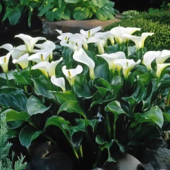 PLANT IN A BOX - Calla 'ruby' - arum - blanc - hauteur 30-40cm - ⌀12cm