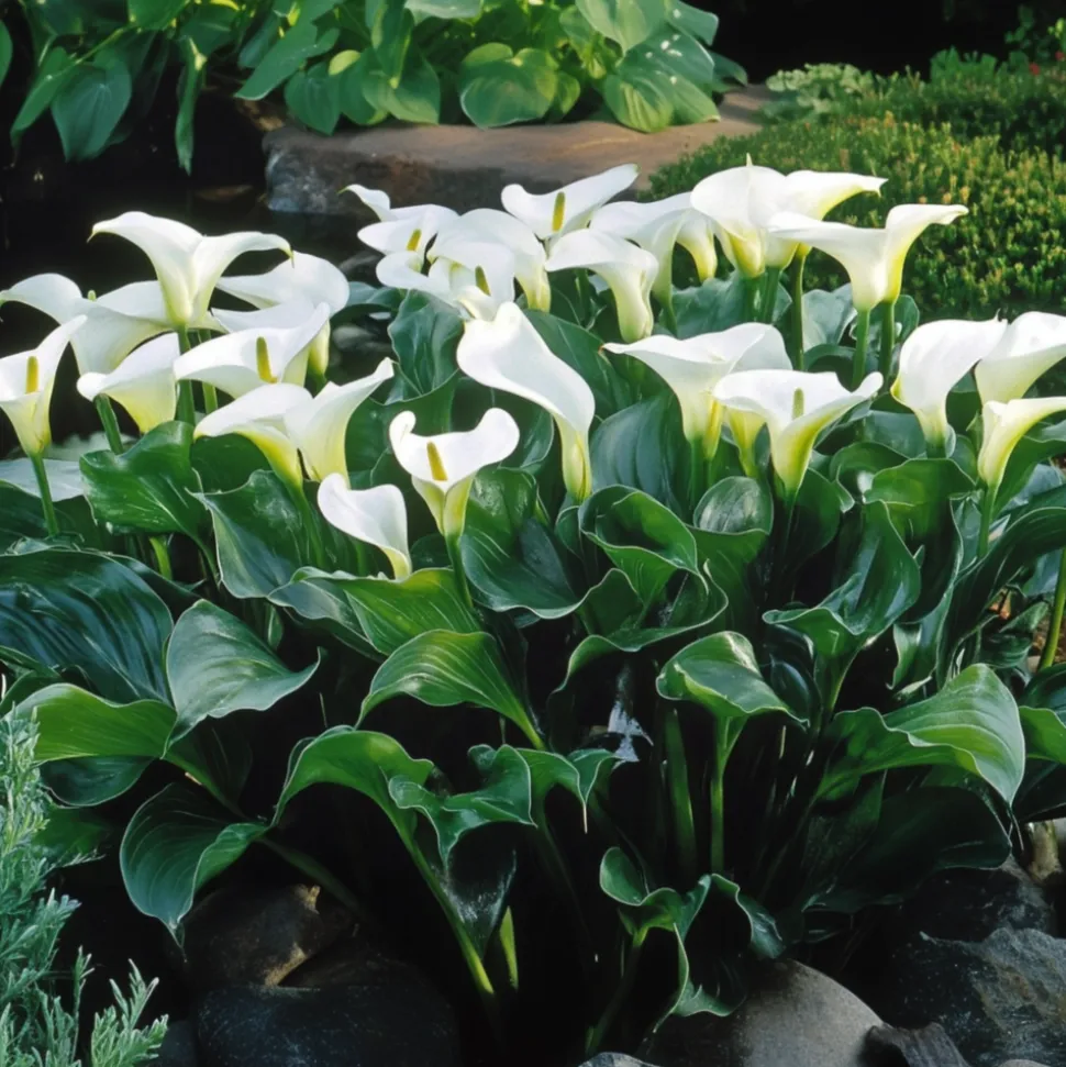PLANT IN A BOX - Calla 'ruby' - arum - blanc - hauteur 30-40cm - ⌀12cm