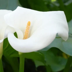 PLANT IN A BOX - Calla 'ruby' - arum - blanc - hauteur 30-40cm - ⌀12cm