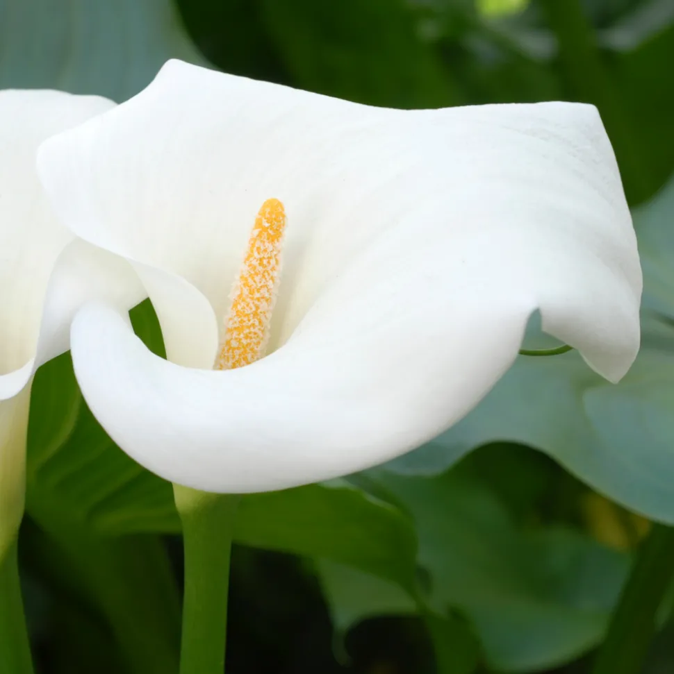 PLANT IN A BOX - Calla 'ruby' - arum - blanc - hauteur 30-40cm - ⌀12cm