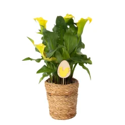 PLANT IN A BOX - Calla 'ruby' - arum - jaune - hauteur 30-40cm - ⌀12cm