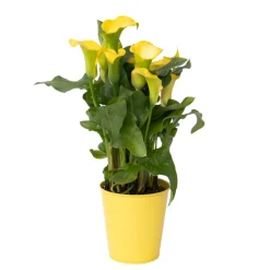 PLANT IN A BOX - Calla 'zara' - arum - jaune - hauteur 30-40cm - ⌀12cm
