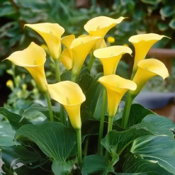 PLANT IN A BOX - Calla 'zara' - arum - jaune - hauteur 30-40cm - ⌀12cm