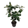 PLANT IN A BOX - Camélia - camellia japonica 'bonomiana' - hauteur 50-60cm - ⌀15cm