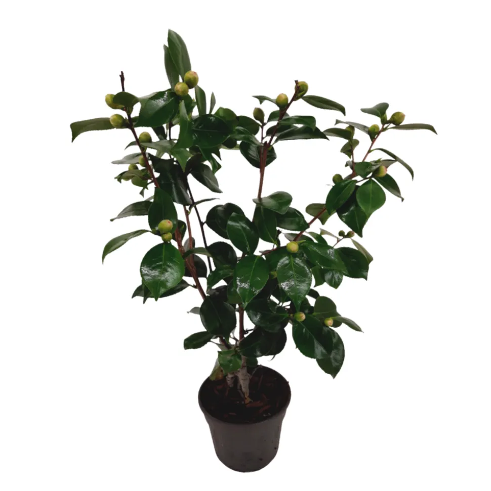 PLANT IN A BOX - Camélia - camellia japonica 'bonomiana' - hauteur 50-60cm - ⌀15cm