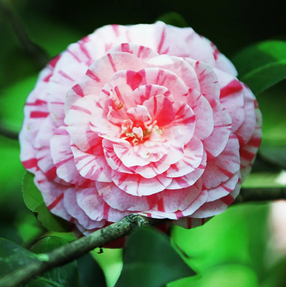 PLANT IN A BOX - Camélia - camellia japonica 'bonomiana' - hauteur 50-60cm - ⌀15cm