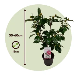 PLANT IN A BOX - Camélia - camellia japonica 'bonomiana' - hauteur 50-60cm - ⌀15cm