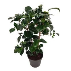 PLANT IN A BOX - Camélia - camellia japonica 'lady campbell' - hauteur 50-60cm - ⌀15cm