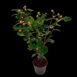 PLANT IN A BOX - Camélia - camellia japonica 'dr. King' - hauteur 50-60cm - ⌀15cm