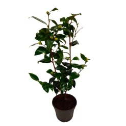 PLANT IN A BOX - Camélia - camellia japonica 'brush field' - hauteur 50-60cm - ⌀15cm