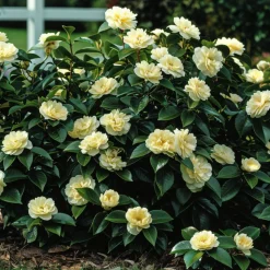 PLANT IN A BOX - Camélia - camellia japonica 'brush field' - hauteur 50-60cm - ⌀15cm