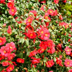 PLANT IN A BOX - Camélia - set de 3 - camellia japonica 'lady campbell' - hauteur 25-40cm - ⌀9cm