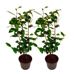 PLANT IN A BOX - Camélia - set de 2 - camellia japonica 'brush field' - hauteur 50-60cm - ⌀15cm
