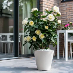 PLANT IN A BOX - Camélia - set de 2 - camellia japonica 'brush field' - hauteur 50-60cm - ⌀15cm