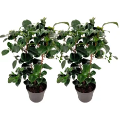 PLANT IN A BOX - Camélia - set de 2 - camellia japonica 'lady campbell' - hauteur 50-60cm - ⌀15cm