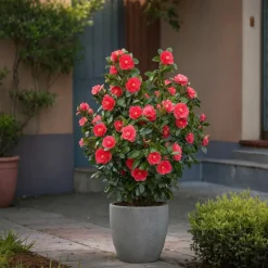 PLANT IN A BOX - Camélia - set de 2 - camellia japonica 'lady campbell' - hauteur 50-60cm - ⌀15cm