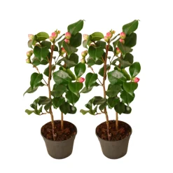 PLANT IN A BOX - Camélia - set de 2 - camellia japonica 'dr. King' - hauteur 50-60cm - ⌀15cm