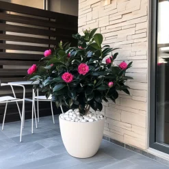 PLANT IN A BOX - Camélia - set de 2 - camellia japonica 'dr. King' - hauteur 50-60cm - ⌀15cm