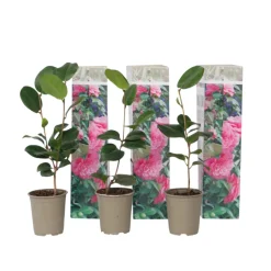 PLANT IN A BOX - Camélia - set de 3 - camellia japonica 'bonomiana' - hauteur 25-40cm - ⌀9cm