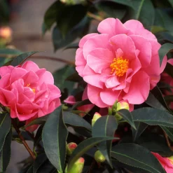 PLANT IN A BOX - Camélia - set de 3 - camellia japonica 'bonomiana' - hauteur 25-40cm - ⌀9cm