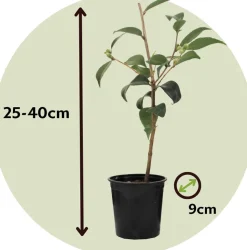 PLANT IN A BOX - Camélia - set de 3 - camellia japonica 'bonomiana' - hauteur 25-40cm - ⌀9cm