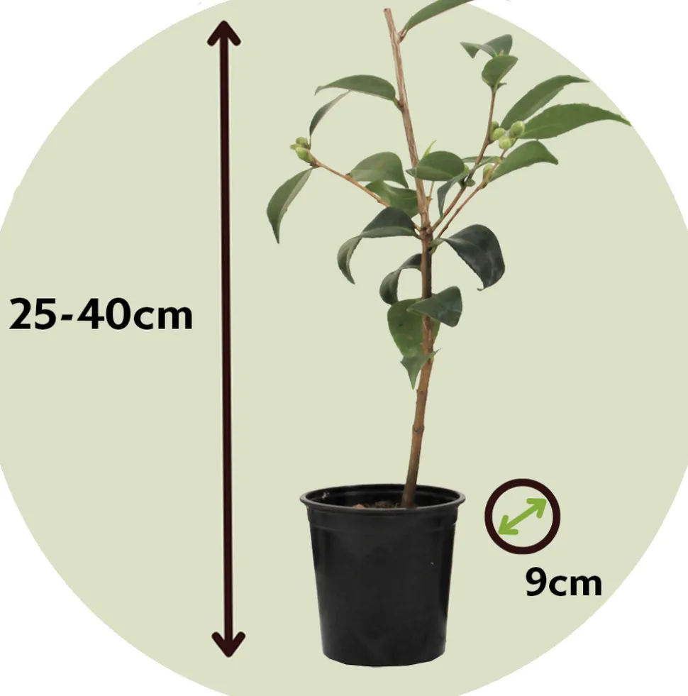 PLANT IN A BOX - Camélia - set de 3 - camellia japonica 'bonomiana' - hauteur 25-40cm - ⌀9cm