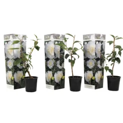 PLANT IN A BOX - Camélia - set de 3 - camellia japonica 'brush field' - hauteur 25-40cm - ⌀9cm