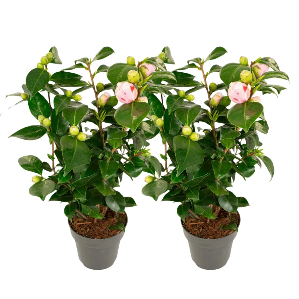PLANT IN A BOX - Camélia - set de 2 - camellia japonica 'bonomiana' - hauteur 50-60cm - ⌀15cm