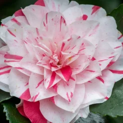 PLANT IN A BOX - Camélia - set de 2 - camellia japonica 'bonomiana' - hauteur 50-60cm - ⌀15cm