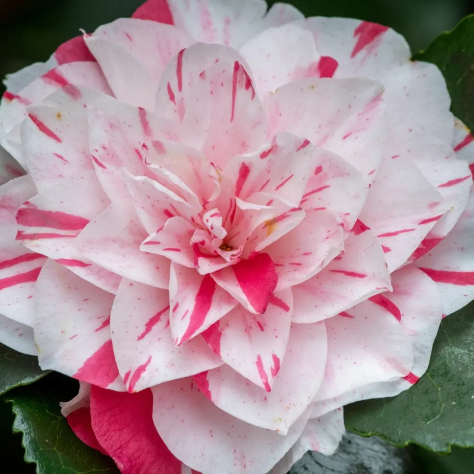 PLANT IN A BOX - Camélia - set de 2 - camellia japonica 'bonomiana' - hauteur 50-60cm - ⌀15cm