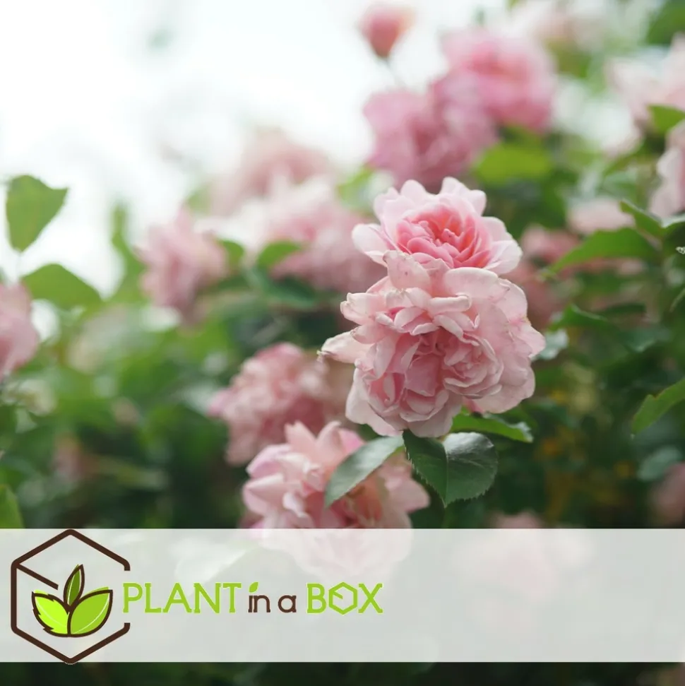 PLANT IN A BOX - Camélia - set de 2 - camellia japonica 'bonomiana' - hauteur 50-60cm - ⌀15cm