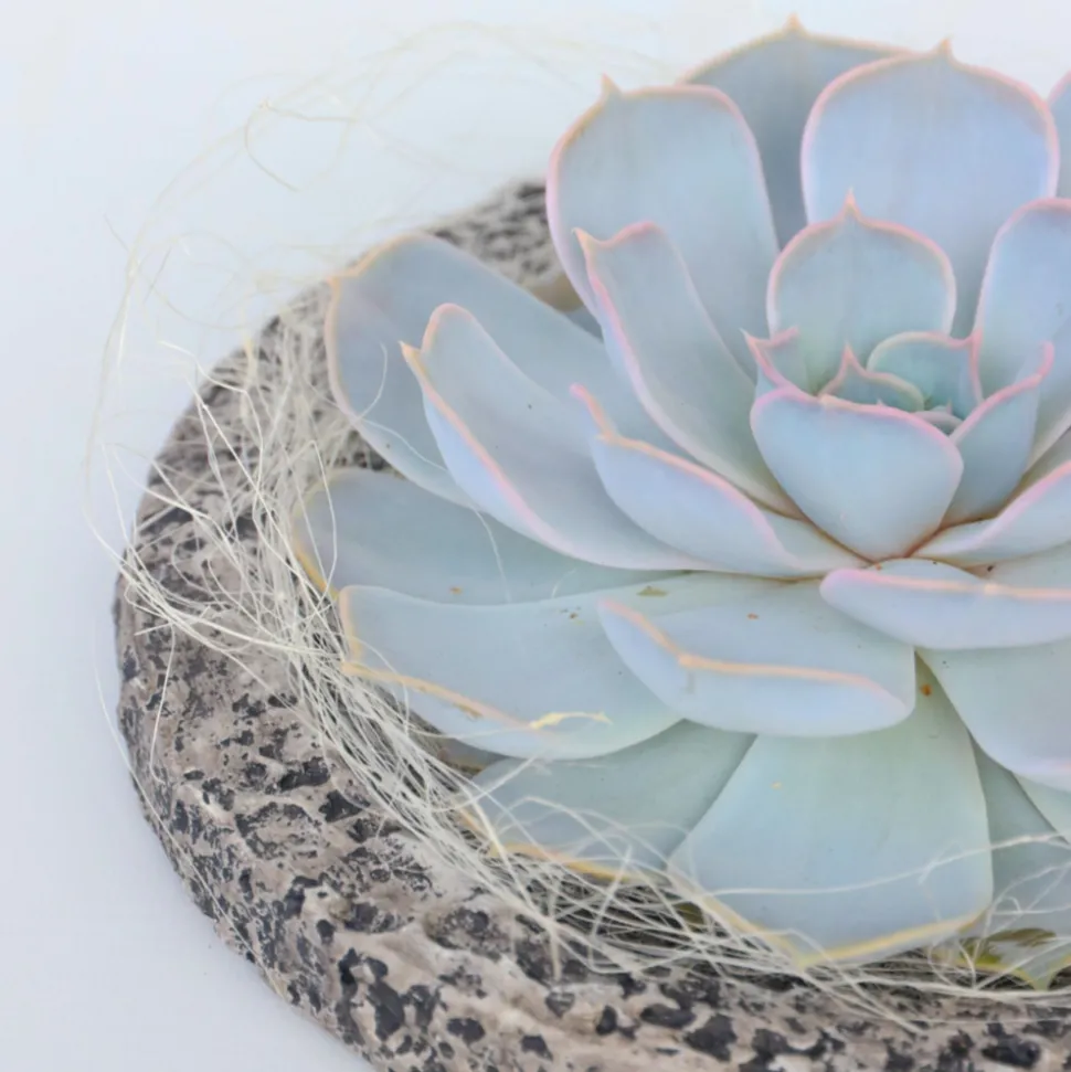 PLANT IN A BOX - Echeveria - echeveria lilacina - hauteur 8cm