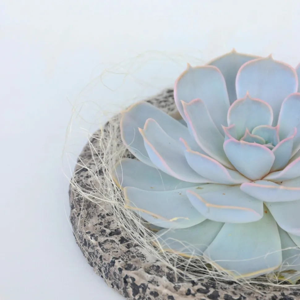 PLANT IN A BOX - Echeveria - echeveria lilacina - hauteur 8cm