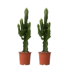 PLANT IN A BOX - Euphorbe ingens - set de 2 - euphorbia ingens - hauteur 50-60cm - ⌀17cm