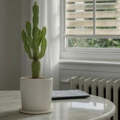 PLANT IN A BOX - Euphorbe ingens - set de 2 - euphorbia ingens - hauteur 50-60cm - ⌀17cm