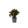 PLANT IN A BOX - Euphorbe de madagascar - euphorbia 'milii' - hauteur 25-35cm - ⌀13cm