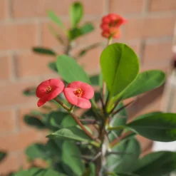 PLANT IN A BOX - Euphorbe de madagascar - euphorbia 'milii' - hauteur 25-35cm - ⌀13cm