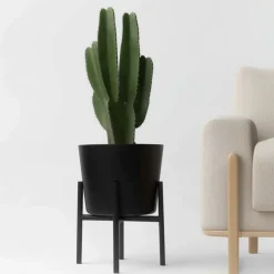 PLANT IN A BOX - Euphorbe ingens - euphorbia ingens - hauteur 85-95cm - ⌀24cm