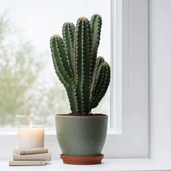 PLANT IN A BOX - Euphorbe ingens - euphorbia ingens - hauteur 85-95cm - ⌀24cm