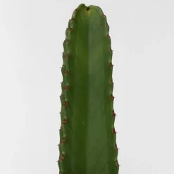 PLANT IN A BOX - Euphorbe ingens - euphorbia ingens - hauteur 85-95cm - ⌀24cm