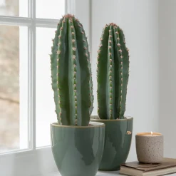 PLANT IN A BOX - Euphorbe ingens - set de 2 - euphorbia ingens - hauteur 40-50cm - ⌀18cm